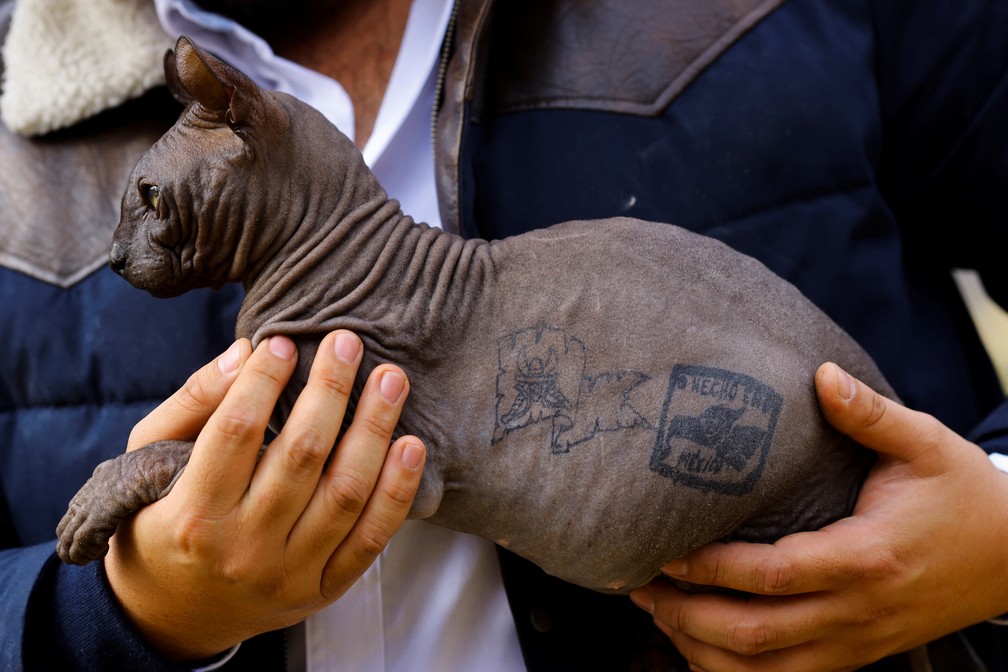 Médico veterinário mostra o gato tatuado depois que ele foi resgatado por policiais da prisão de Cereso 3 em Ciudad Juarez, México, em 21 de fevereiro de 2023 — Foto: REUTERS/José Luis Gonzalez