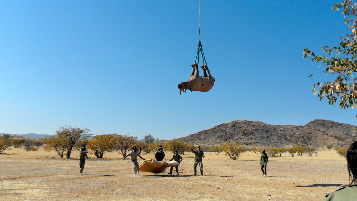 Prêmio de Transporte ficou com equipe de pesquisadores que avaliou se é seguro transportar rinocerontes de cabeça para baixo (Foto: news.cornell.edu)