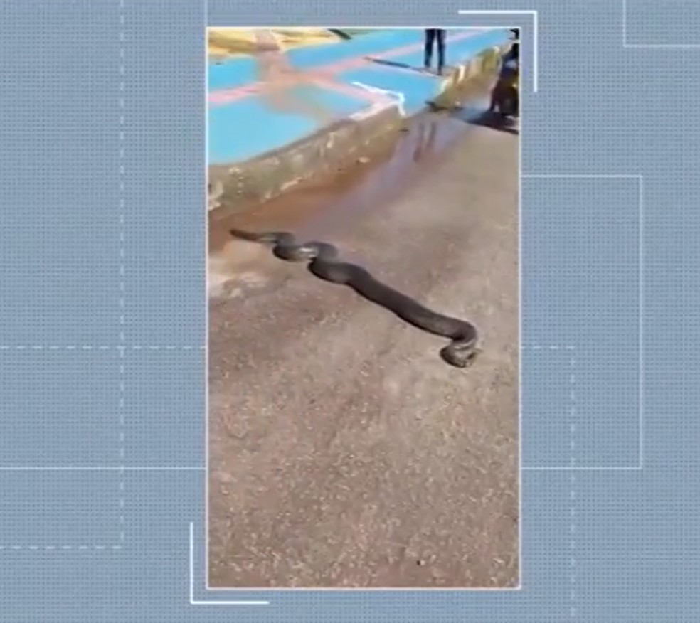 Cobra Sucuri de dois metros é resgatada em Zé Doca, no Maranhão — Foto: Reprodução/ TV Mirante