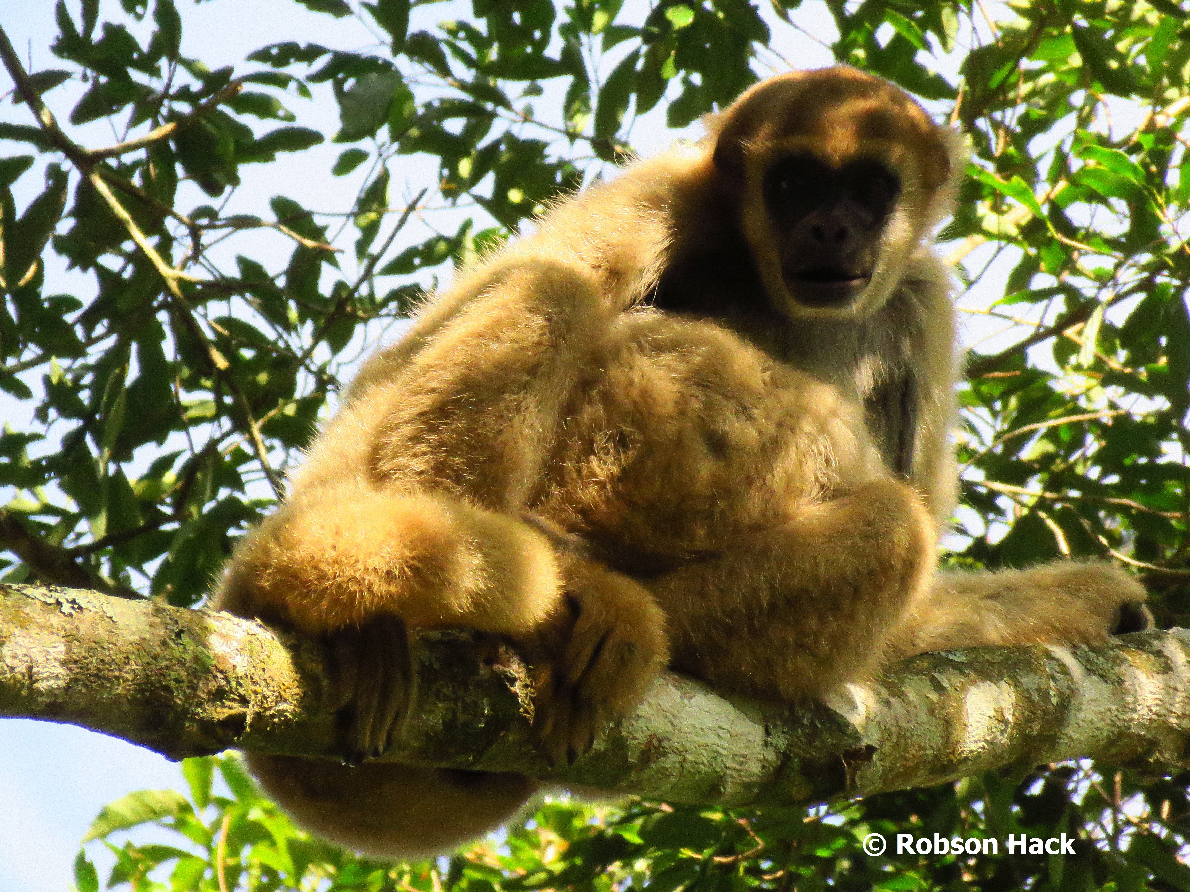 O muriqui-do-sul é o maior primata das Américas (Foto: Robson Hack/Lactec)