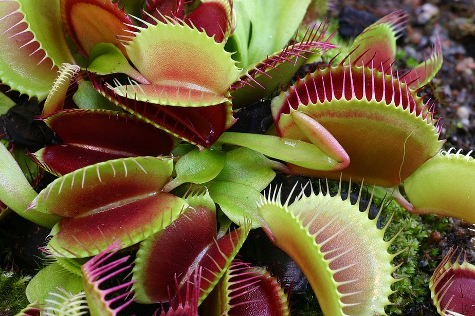 A Dionaea muscipula é a espécie mais famosa de planta carnívora, com armadilhas em formato de boca