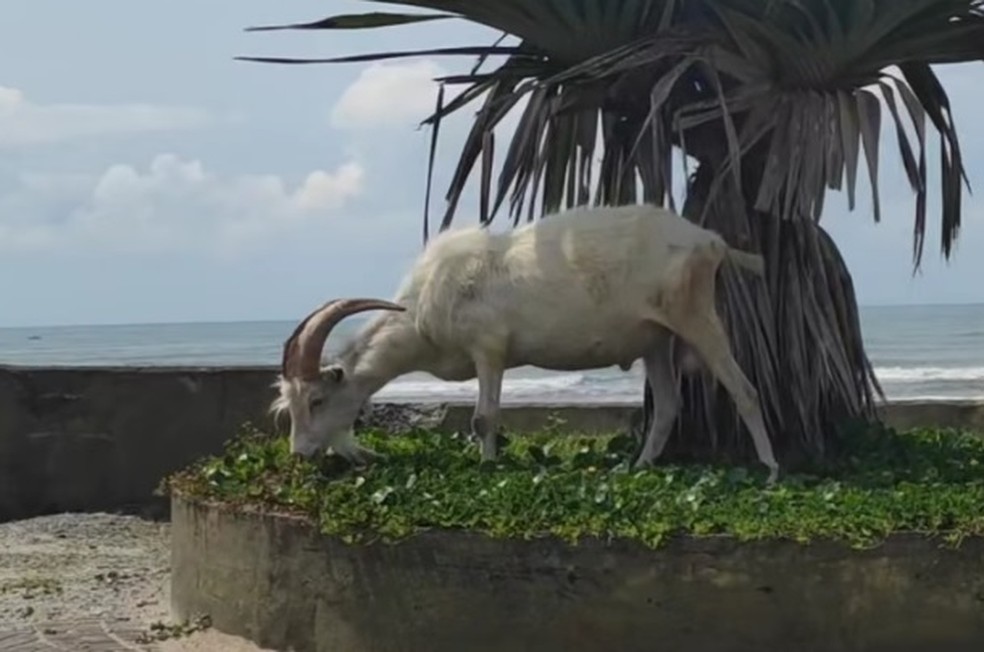 Morador encontra com um bode e uma cabra andando pela areia em praia do litoral de SP — Foto: Thyago Jacob