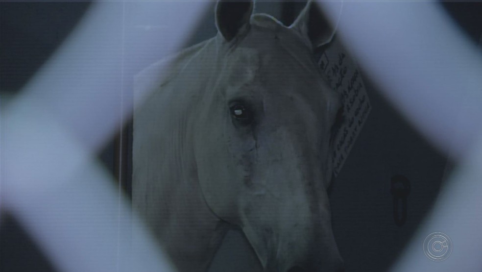 Cavalos da polícia foram atropelados em Avaré (SP) — Foto: Reprodução/TV TEM