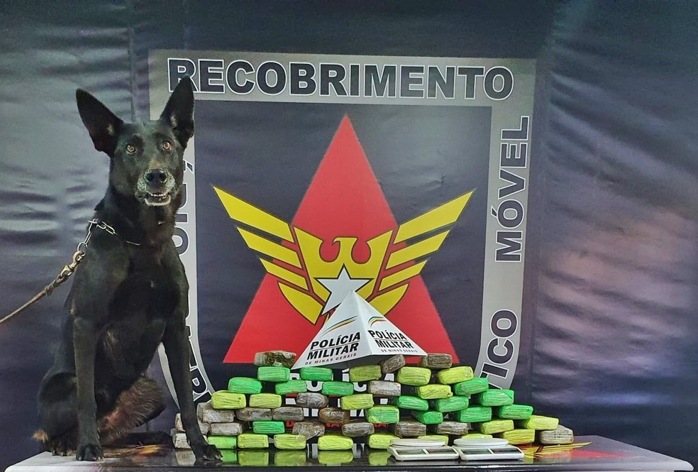 PM encontra quase 50 tabletes de maconha com apoio de cão farejador em Lavras, MG — Foto: Divulgação/Polícia Militar 