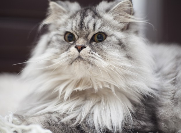Gatos com bastante pelo na orelha tem mais chances de desenvolver otite (Foto: Pixabay / Engin_Akyurt / CreativeCommons)