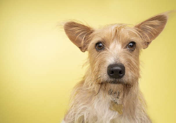 Cachorro vira-lata não fica doente? Mitos e verdades sobre pets SRD -  Revista Glamour | Lifestyle