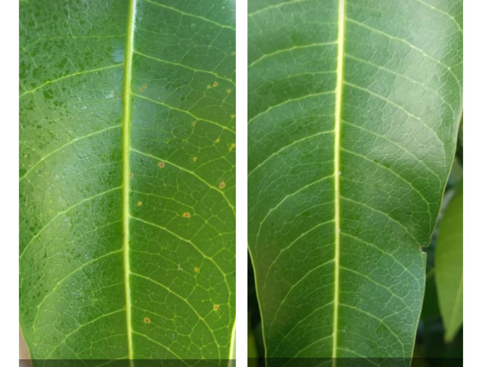 Basta um ciclo de produção da cultura para o produtor perceber a diferença na aparência das folhas — Foto: Seiva do Vale/Acervo