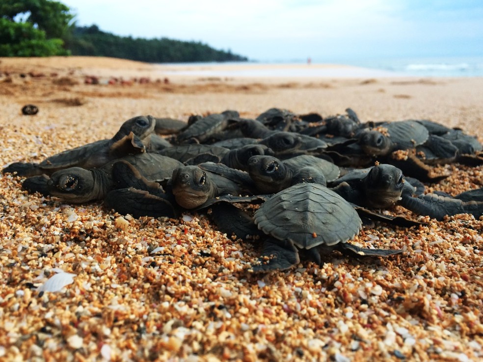 Tartarugas marinhas em São Tomé e Príncipe: marketing social foi usado para tentar coibir consumo de carne e ovos do animal. — Foto: Ana Besugo/Programa Tatô