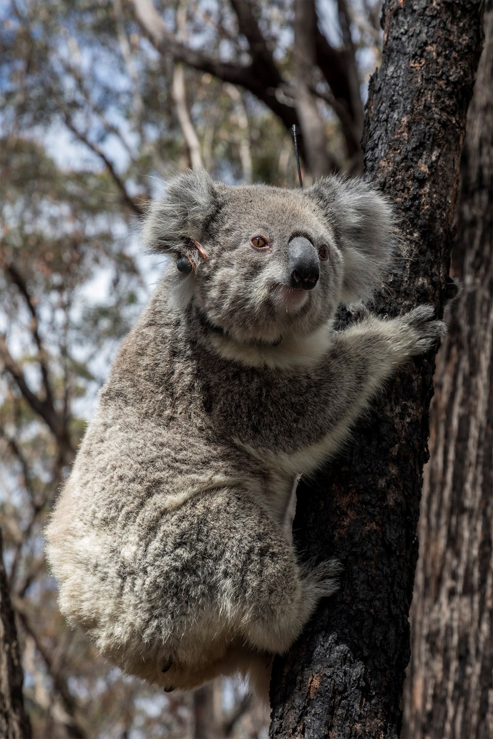 Coala resgatado em incêndio volta à natureza após 3 meses de recuperação no Parque Nacional Kanangra-Boyd, em Nova Gales do Sul, na Austrália — Foto: Science for Wildlife via Reuters