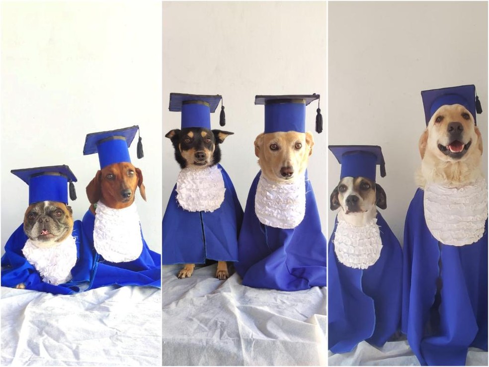 Cães ganham 'formatura' especial em Campo Grande  Foto: Redes Sociais/ Reprodução