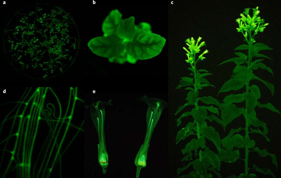 Cientistas criam plantas bioluminescentes com genes de cogumelos (Foto: Planta)