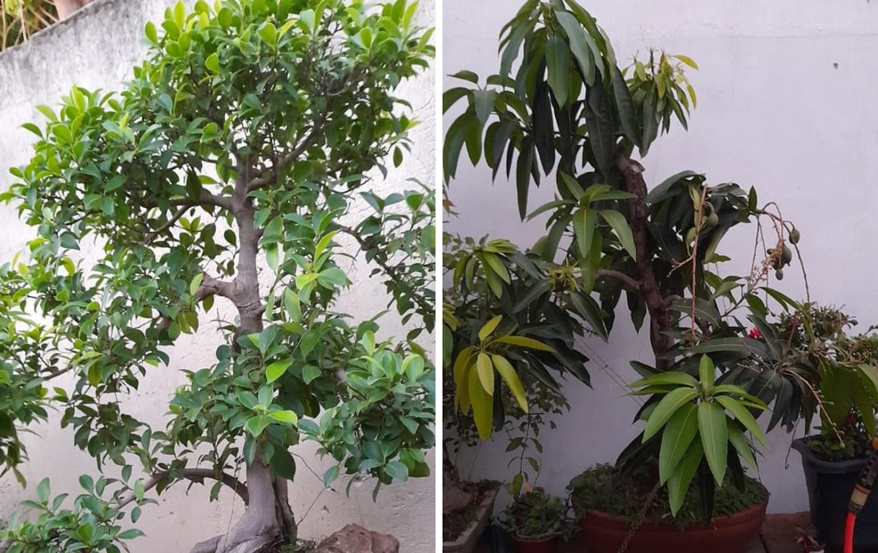 Plantas que passaram pelos cuidados do técnico agrícola de Bauru ganham vida — Foto: Júlio César Polonio/Arquivo pessoal