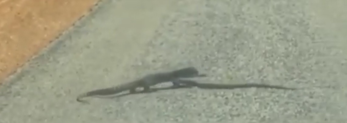 Turista flagra briga entre serpente e lagarto (Foto: Reprodução/YouTube)