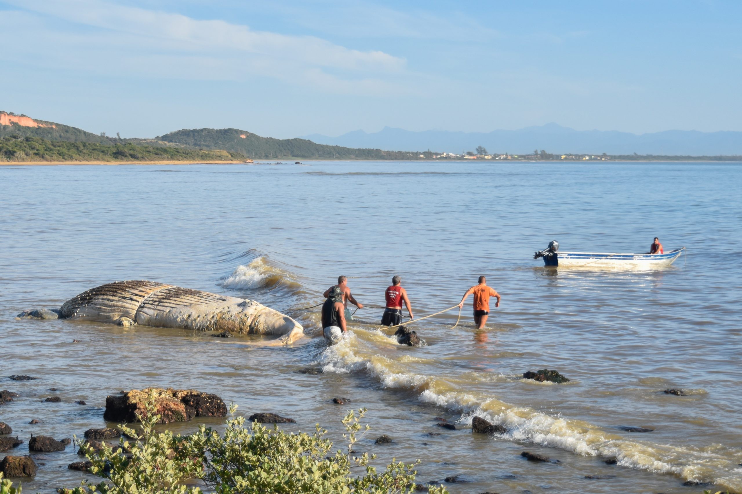 Baleia jubarte encontrada morta em mangue de Búzios, RJ, é removida com a ajuda de uma embarcação
