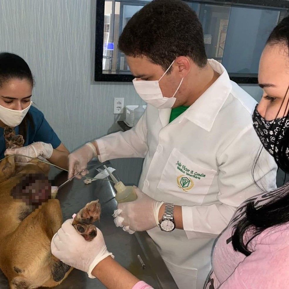Cães foram esfaqueados no município do Crato, no Ceará. — Foto: Divulgação