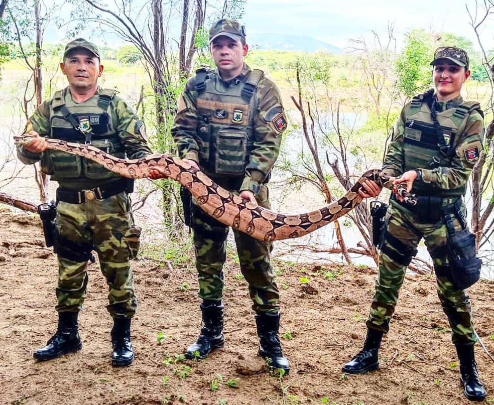 Jiboa foi resgatada e devolvida ao habitat natural — Foto: Divulgação