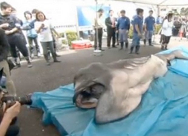 Tubarão-boca-grande é uma espécie dócil, que se alimenta por filtração (Foto: Reprodução/YouTube/medi ofice)