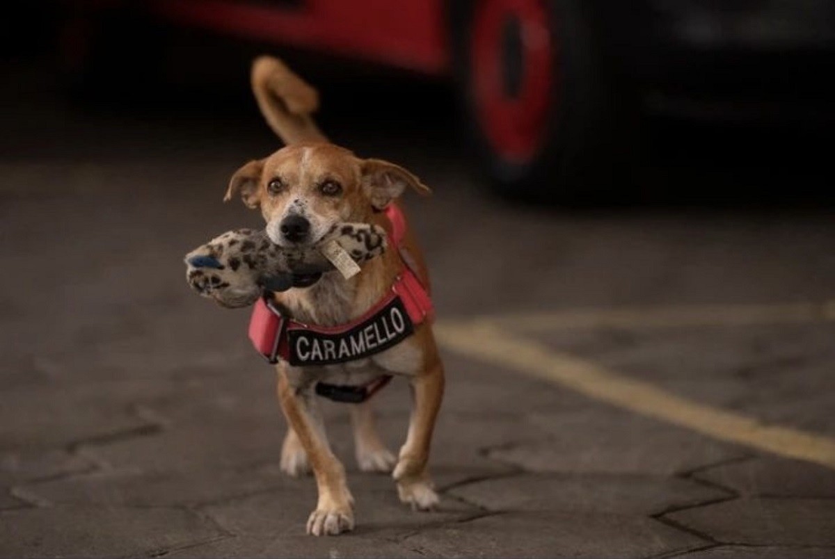 Caramello, o cão bombeiro, no quartel do Cateto, localizado no Rio de Janeiro  (Foto: Reprodução/ @caramelobombeiro/ Instagram )