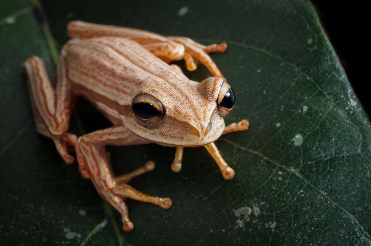Nomes Curiosos De Anfibios Tem Relacao Com Suas Caracteristicas Fisicas Terra Da Gente G1
