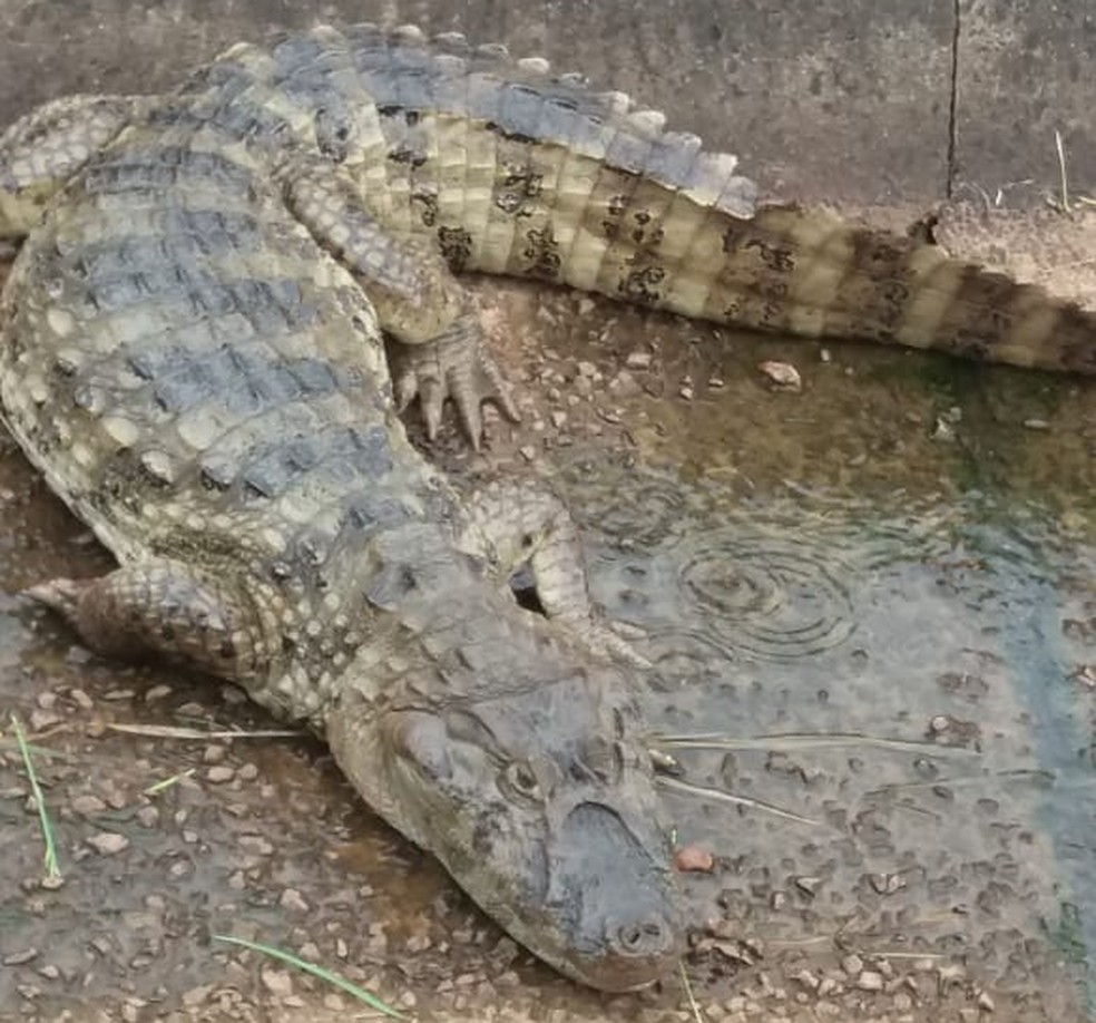 Jacaré de papo amarelo é espécie típica da região e pode atingir até 2,5 metros de comprimento (Foto: Corpo de Bombeiros/Divulgação)