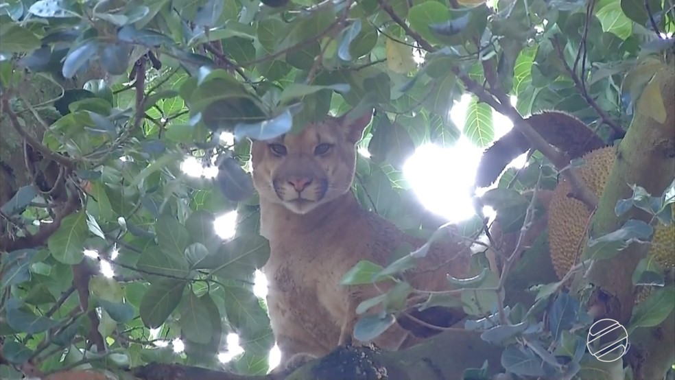 On&ccedil;a-parda ficou na &aacute;rvore at&eacute; fim do dia, quando chegou equipe com tranquilizantes Dourados (MS) (Foto: Reprodu&ccedil;&atilde;o/TV Morena)