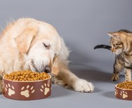 Cães e gatos sentem mais fome inverno? Veterinários respondem!