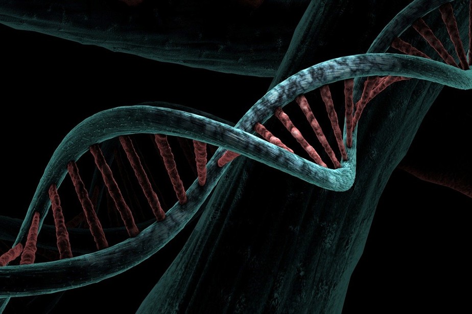 Cientistas compararam sequências de DNA de 240 espécies de mamíferos que existem hoje