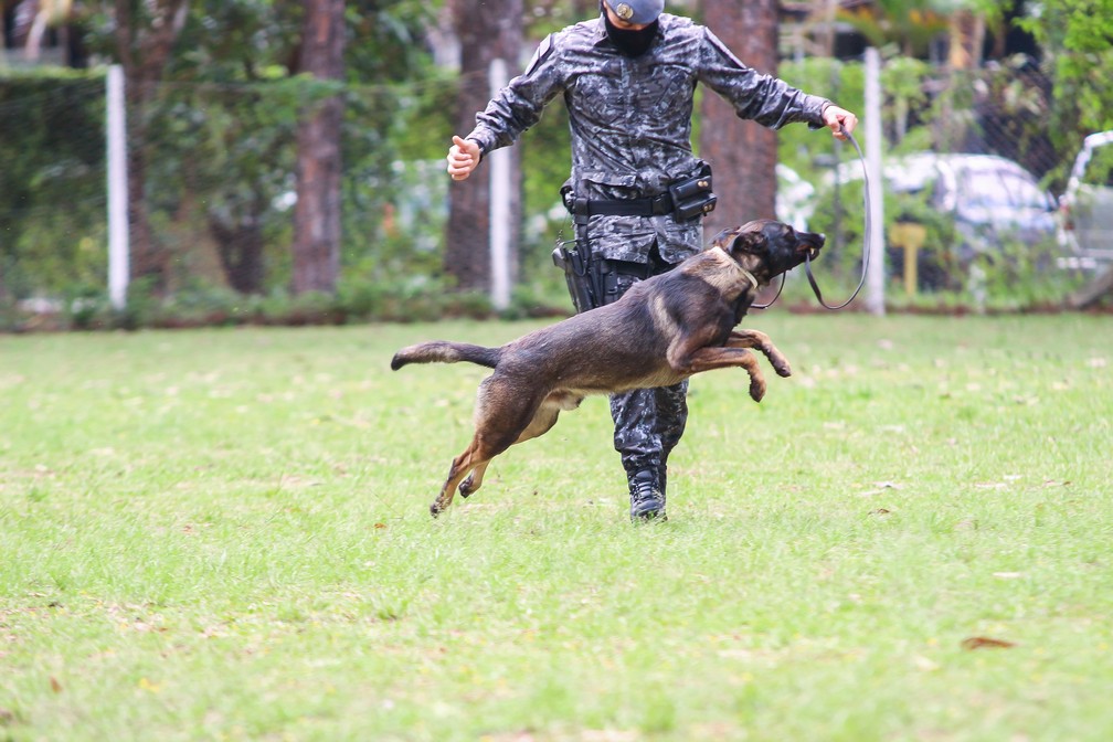 Cão policial no canil do 5º Batalhão de Polícia de Choque de São Paulo — Foto: Divulgação/Governo de SP