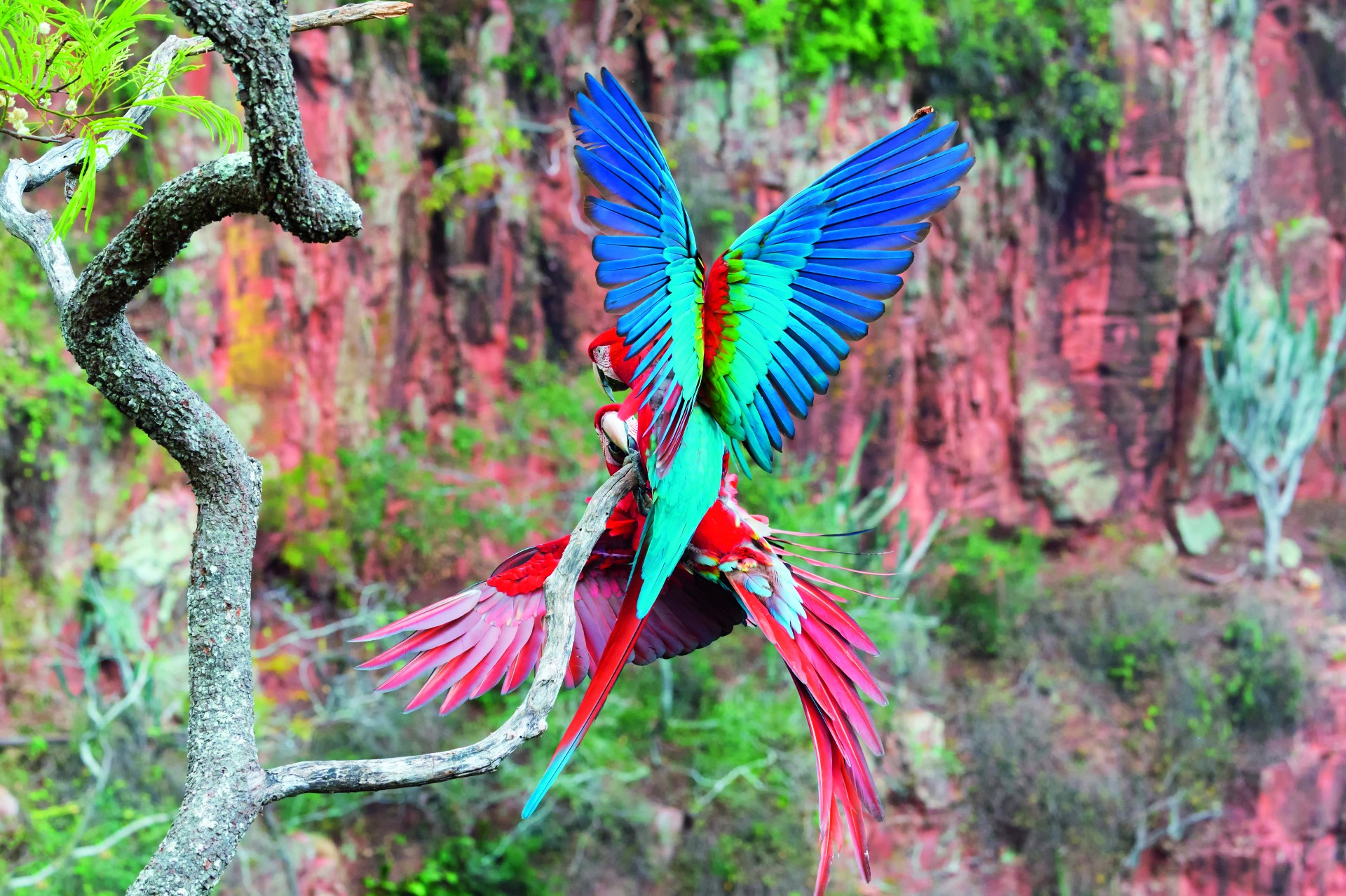 Arara: pássaro é a principal atração em fazenda ecológica do Mato Grosso do Sul (Foto: Getty Images)