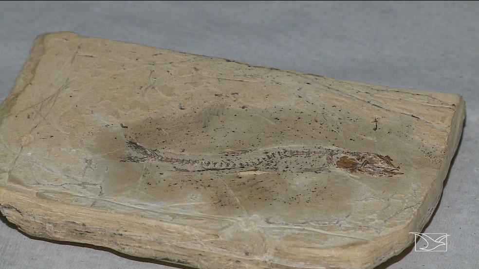 Fóssil de espécie de peixe foi encontrado em uma região de lago em Presidente Dutra — Foto: Reprodução/TV Mirante