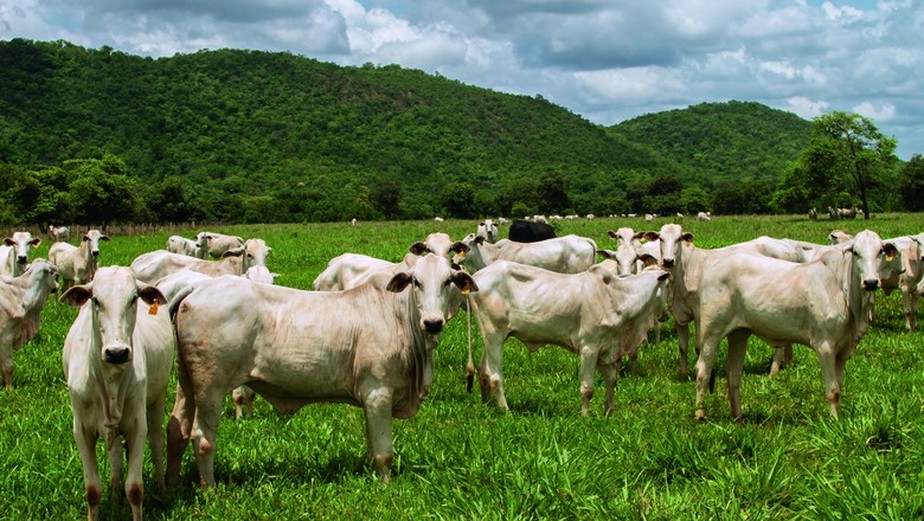 Criação de gado está entre as atividades que mais emitem gases de efeito estufa