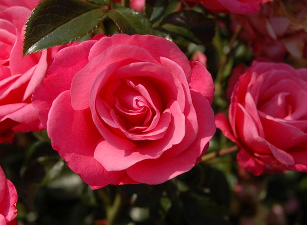 Rosa - Rosaceae (Foto: Wikimedia Commons / Creative Commons)