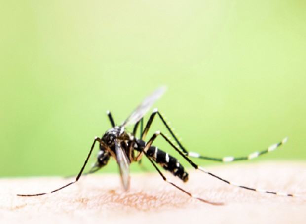 O Aedes Aegypti é um pernilongo com pernas longas e abdômen listrado em preto e branco (Foto: Thinkstock)