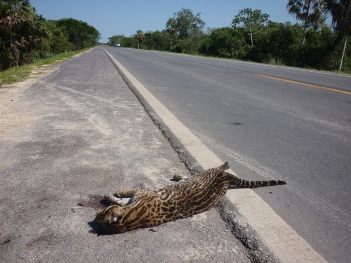 Com cerca de 50 mortes de animais em estradas por mês, governo propõe ações para reduzir número em MS - Vimarsana News