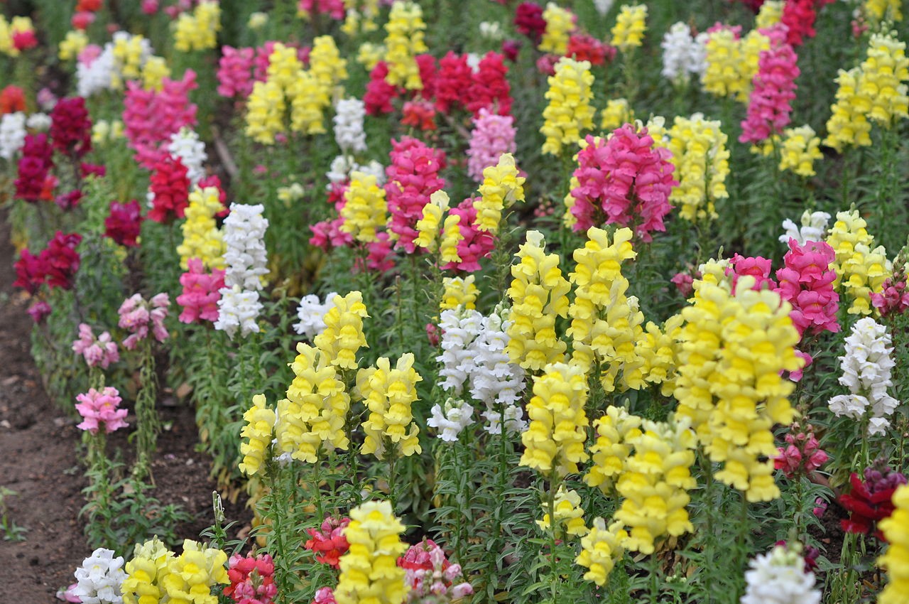 Jardim com flores de boca-de-leão coloridas (Foto: Lazaregagnidze / Wikimedia Commons)