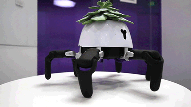 Robô leva plantas para tomar sol (Foto: Divulgação)