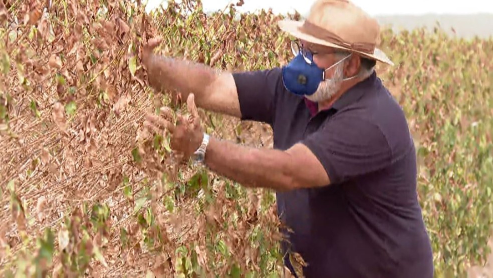 Cafeicultor contabiliza prejuízos da safra com estiagem e calor intenso na região de Franca (SP) — Foto: Jefferson Severiano Neves/EPTV