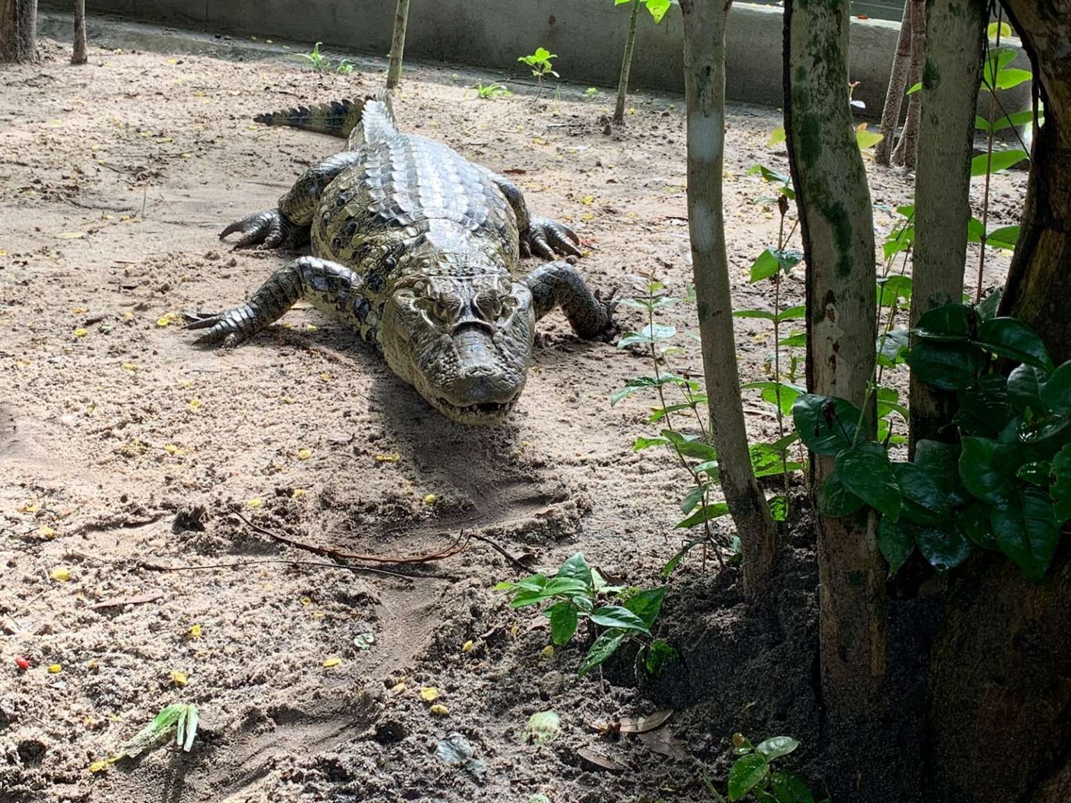 Bombeiros resgatam jacaré de dois metros após animal ser visto em via no Ceará