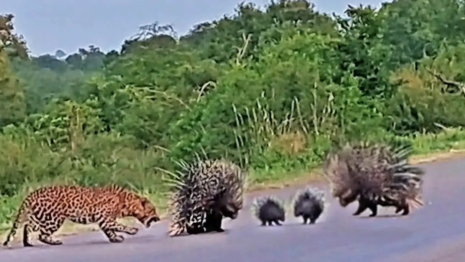 Porcos-espinhos lutam contra leopardo para proteger seus filhotes