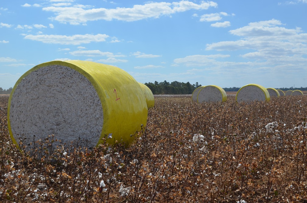 Pluma do algodão colhida em Vilhena — Foto: Eliete Marques/G1