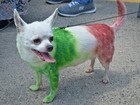 Cão chihuahua desfila pintado com as cores da bandeira mexicana