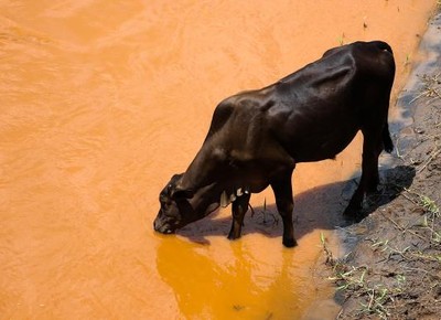 gado-rio-doce (Foto: Agencia Brasil)