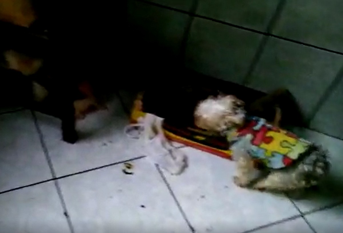 Casos De Maus-Tratos A Animais Domésticos No Rj Sobem 42%, Diz  - G1