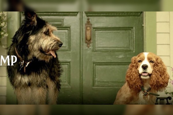 A Dama e o Vagabundo: Cão de nova live-action da Disney escapou da morte em  abrigo