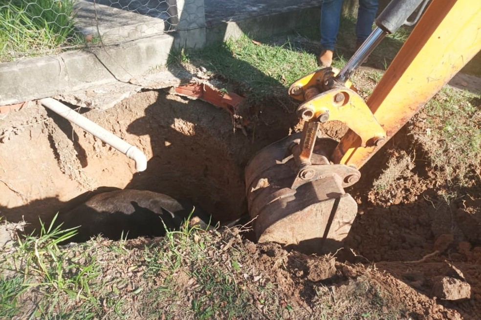 Bombeiros usaram retroescavadeira para retirar vaca de fossa em Boituva (SP) — Foto: Secretaria de Segurança Pública de Boituva/ Divulgação