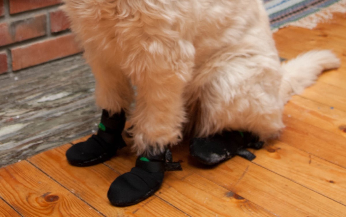 Os cachorros podem usar meias e sapatos, desde que o tempo de uso seja controlado  (Foto: Flickr/ Vigdis/ CreativeCommons)