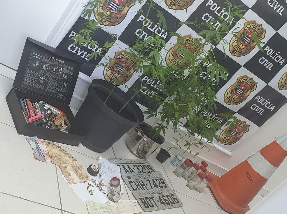 Policiais encontraram planta de maconha dentro de resid&ecirc;ncia &mdash; Foto: Divulga&ccedil;&atilde;o/Pol&iacute;cia Civil