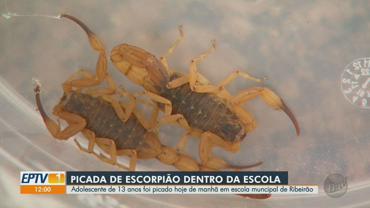 adolescent est victime d’une attaque de scorpion à l’école municipale de Ribeirão Preto, SP |  Ribeirao Preto et Franca