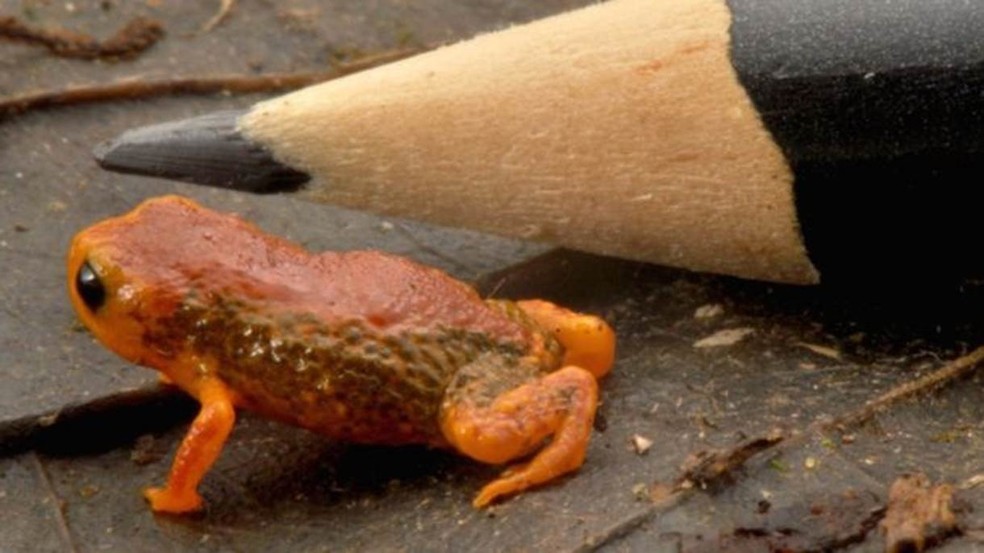 'Brachycephalus coloratus', um dos menores sapos do mundo, mede de 10 a 12 mm e tem coloração laranja (Foto: Divulgação)