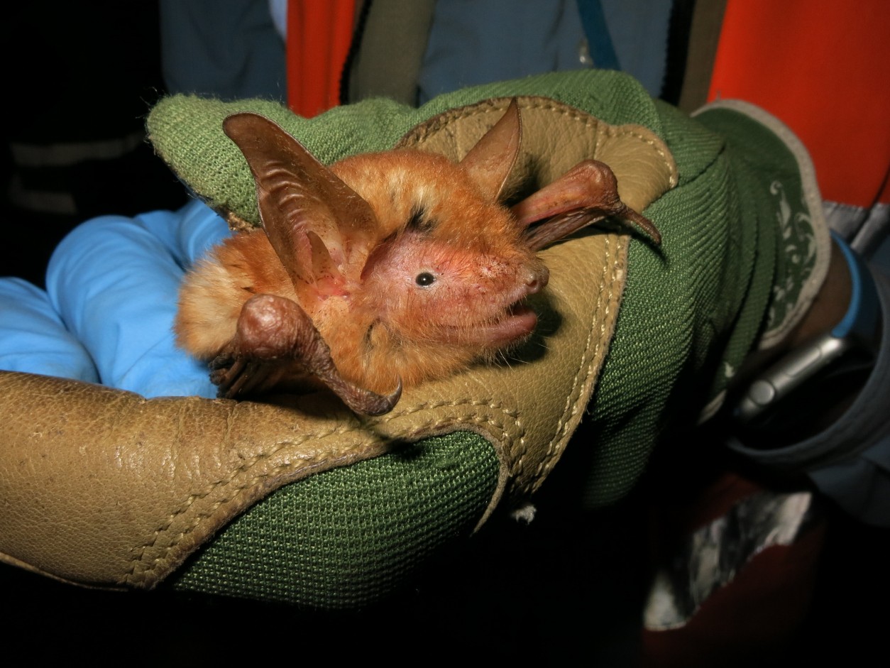 Nova espécie de morcego é descoberta  (Foto: BAT CONSERVATION INTERNATIONAL)